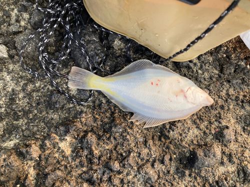 マガレイの釣果