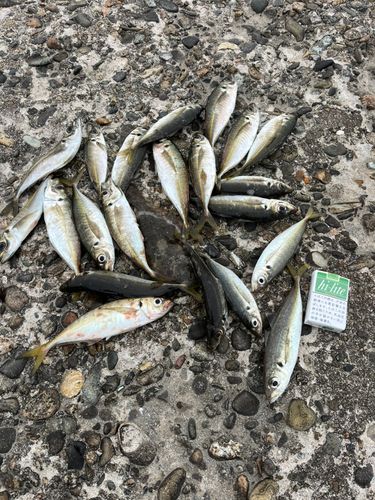 アジの釣果
