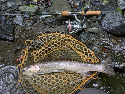 イワナの釣果