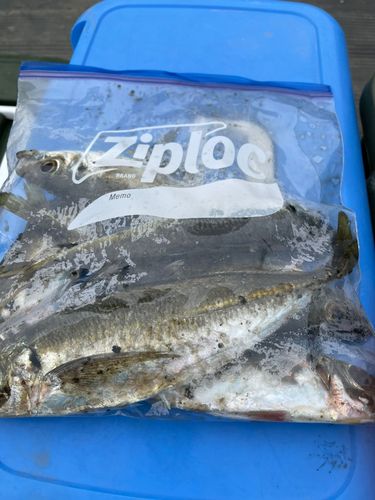 マアジの釣果