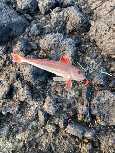 カナガシラの釣果