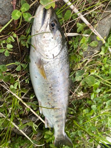 アマゴの釣果
