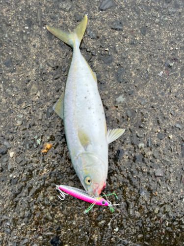 ワカシの釣果