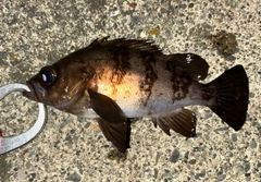 メバルの釣果