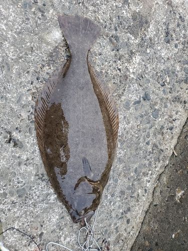 ヒラメの釣果