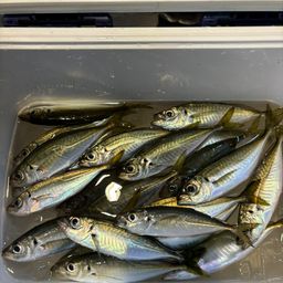 アジ
