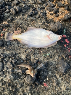 マガレイの釣果