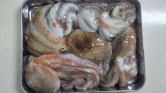 マダコの釣果