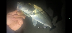 セイゴ(マルスズキ)の釣果