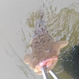 マゴチ