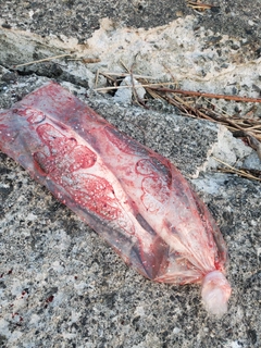 サクラマスの釣果