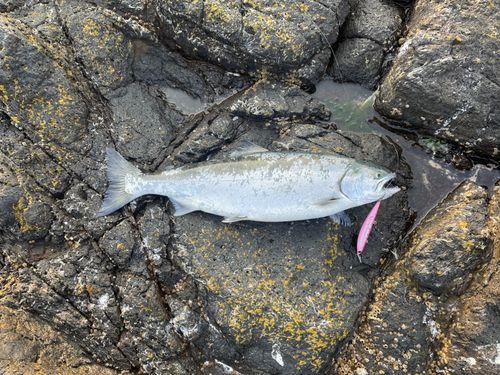 サクラマスの釣果