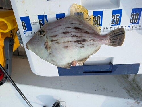 カワハギの釣果