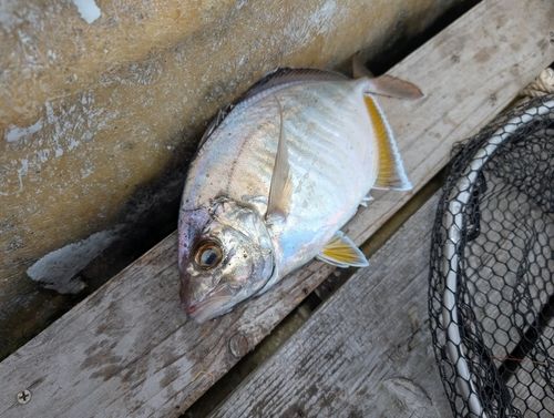 カイワリの釣果