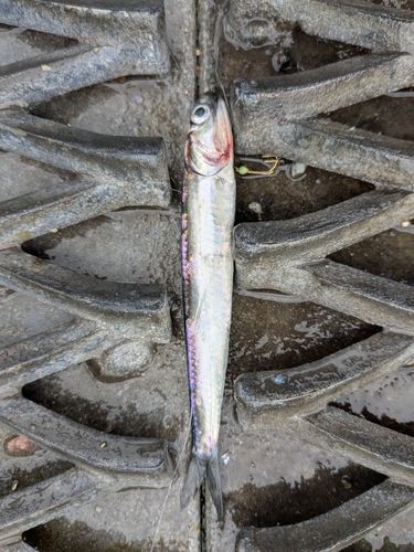 イワシの釣果