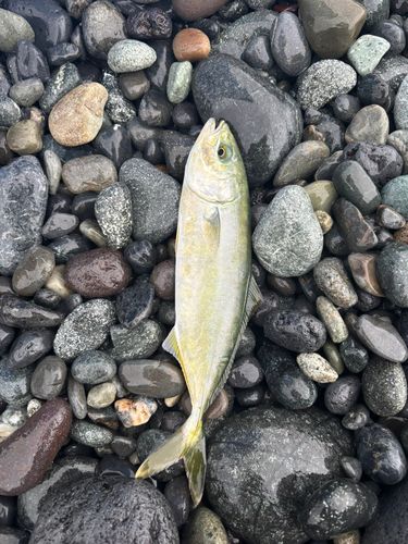 ワカシの釣果