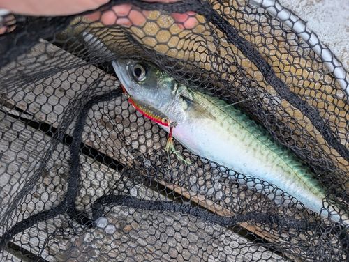 サバの釣果