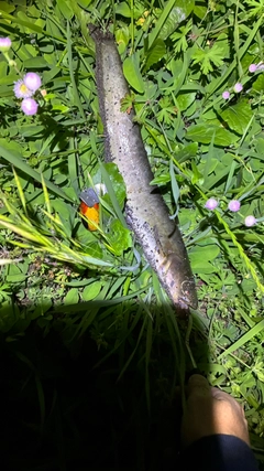 マナマズの釣果