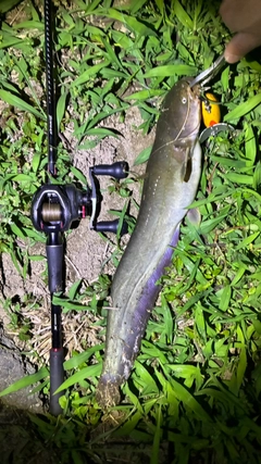 マナマズの釣果