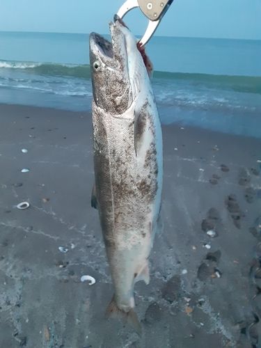 サクラマスの釣果