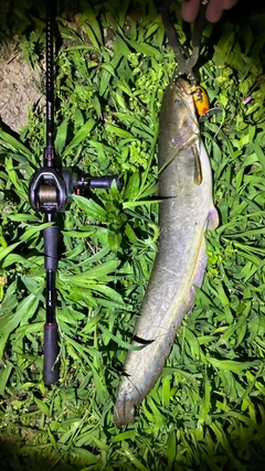 マナマズの釣果