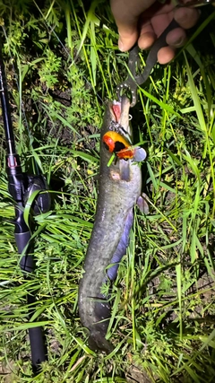 マナマズの釣果