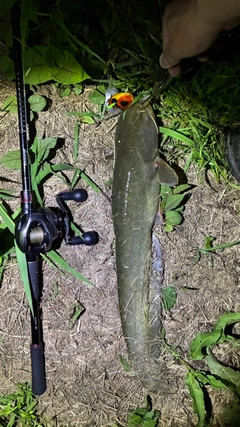 マナマズの釣果