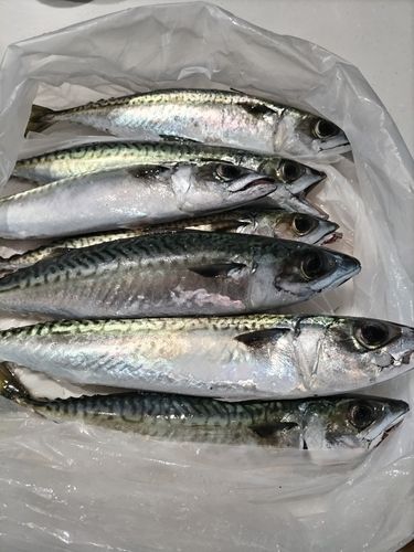 サバの釣果