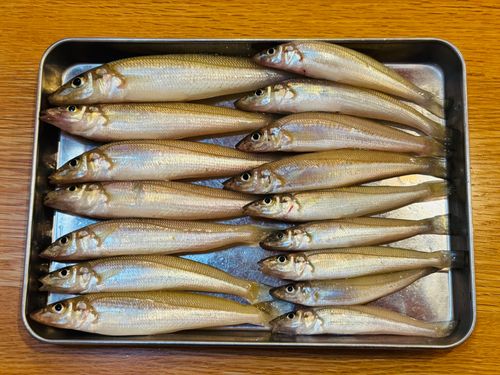 キスの釣果