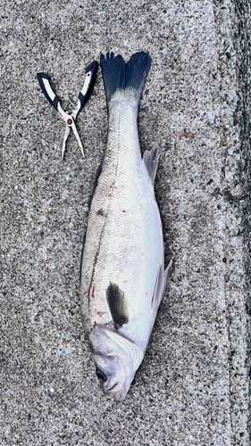 スズキの釣果