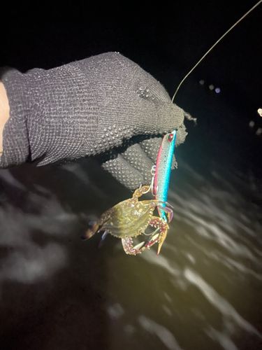 カニの釣果