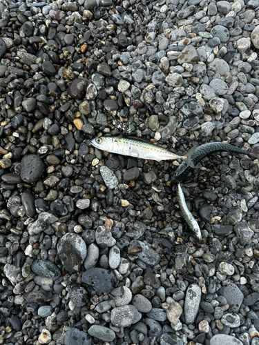 サバの釣果