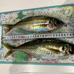 アジ
