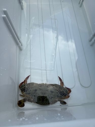 ワタリガニの釣果