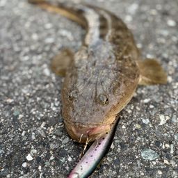 マゴチ