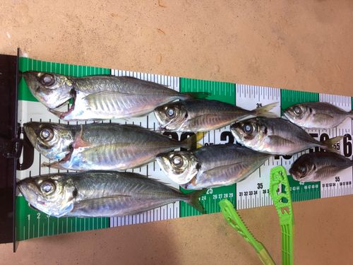 アジの釣果