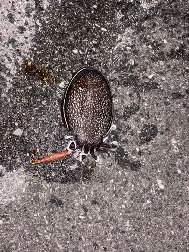 コウイカの釣果