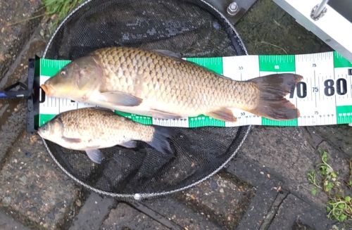 コイの釣果