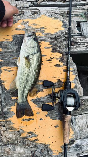 ラージマウスバスの釣果