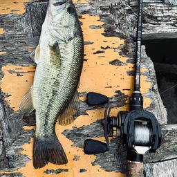 ラージマウスバス