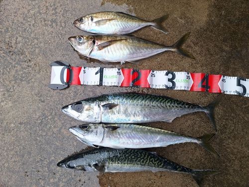 アジの釣果