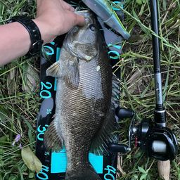 スモールマウスバス