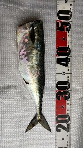 サバの釣果