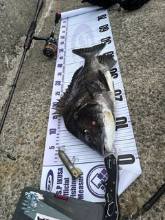 チヌの釣果