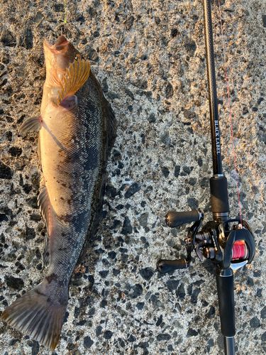 アイナメの釣果
