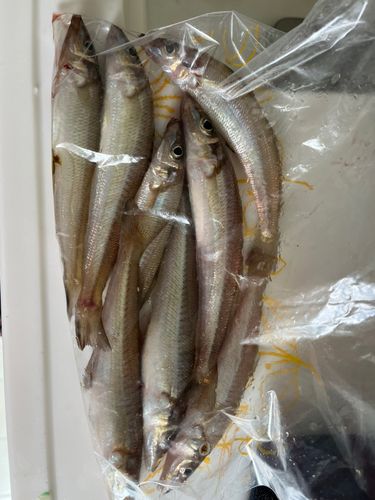 キスの釣果