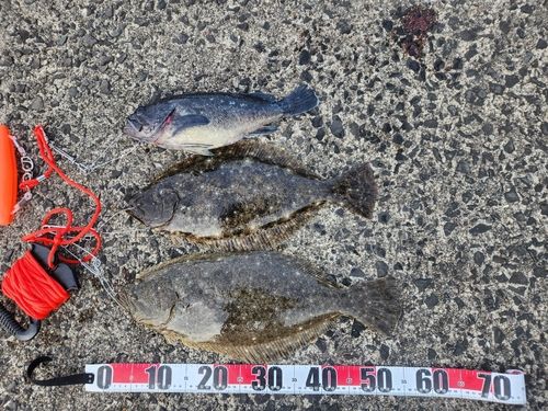 ヒラメの釣果