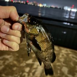 メバル