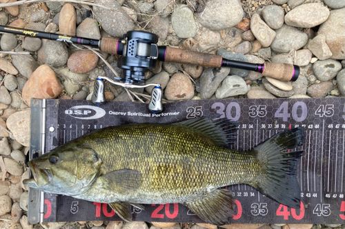 スモールマウスバスの釣果