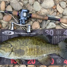 スモールマウスバス